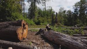 Best Lot and Land Clearing  in Riverside, IL