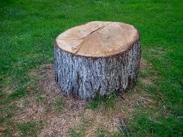 Professional Tree Services in Riverside, IL