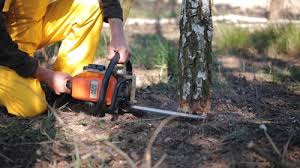 Best Palm Tree Trimming  in Riverside, IL