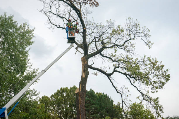 Best Tree Risk Assessment  in Riverside, IL