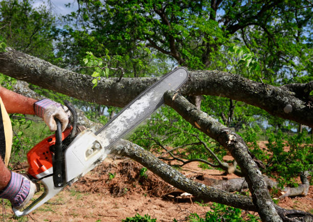 Best Tree Preservation Services  in Riverside, IL